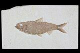 Knightia Fossil Fish - Wyoming #79872-1